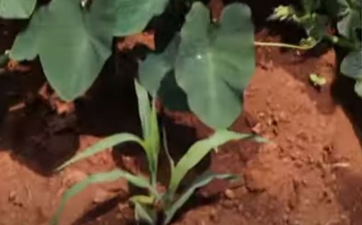 Capture les arbre ep 5